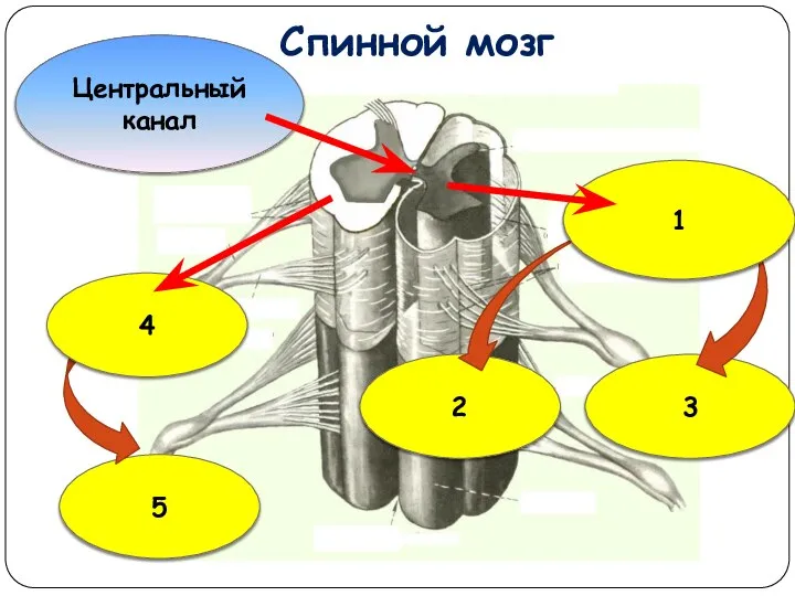 Спинной мозг 2 Центральный канал 3 1 5 4