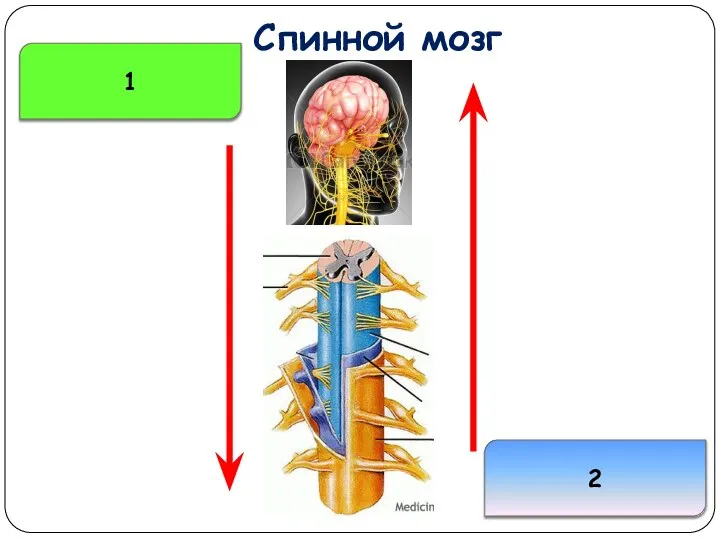 Спинной мозг 2 1