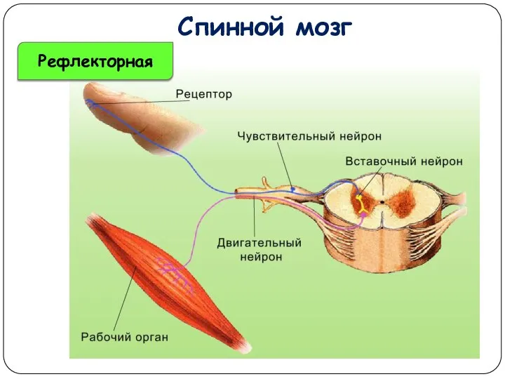 Спинной мозг Рефлекторная