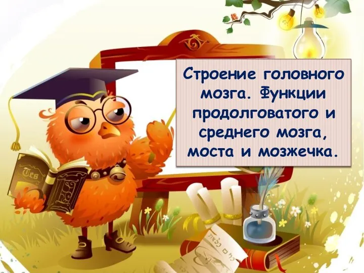 Строение головного мозга. Функции продолговатого и среднего мозга, моста и мозжечка.