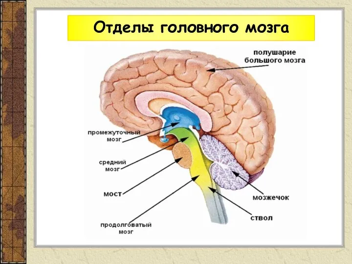 Отделы головного мозга