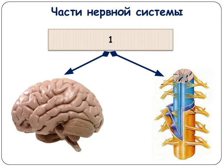 Части нервной системы 1