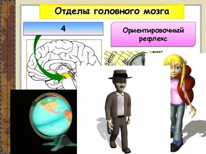 Отделы головного мозга Ориентировочный рефлекс 4