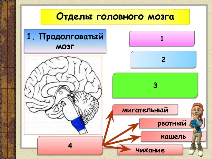 Отделы головного мозга 1. Продолговатый мозг 1 4 мигательный рвотный кашель чихание 2 3