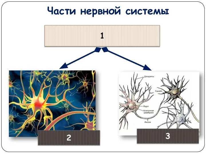 Части нервной системы 1 2 3