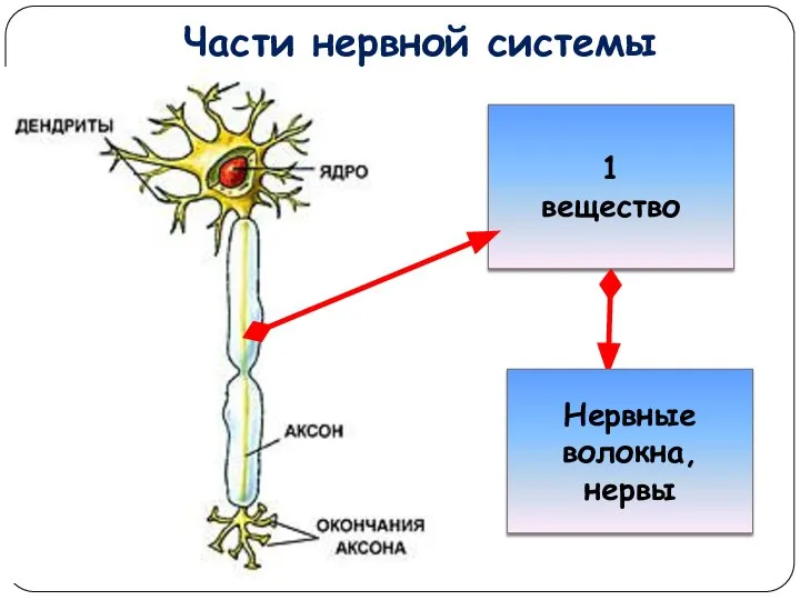 Части нервной системы 1 вещество Нервные волокна, нервы