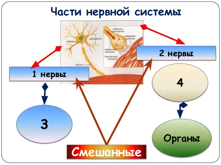 Части нервной системы 3 1 нервы 2 нервы 4 Органы Смешанные