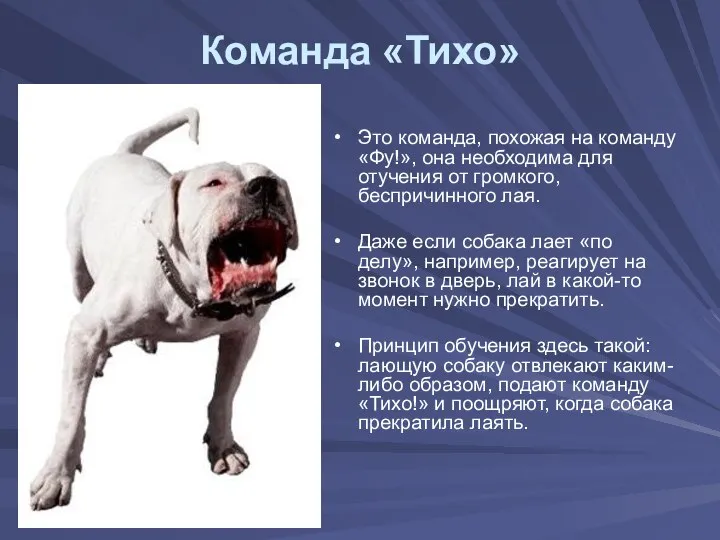 Команда «Тихо» Это команда, похожая на команду «Фу!», она необходима для