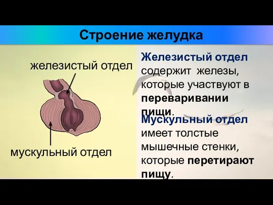 Строение желудка железистый отдел мускульный отдел Железистый отдел содержит железы, которые