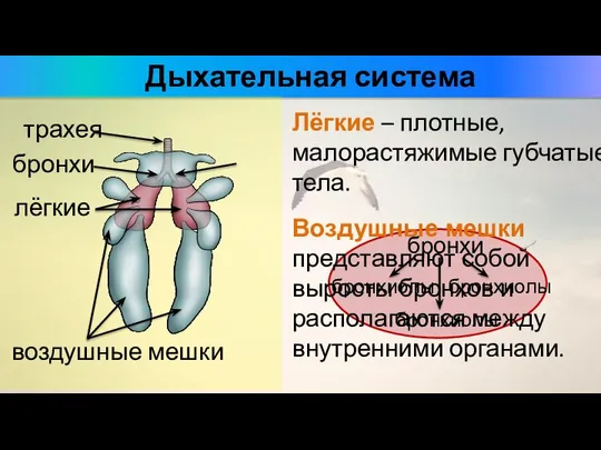 Дыхательная система лёгкие трахея бронхи Лёгкие – плотные, малорастяжимые губчатые тела.