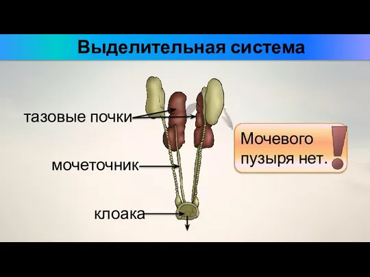 Выделительная система тазовые почки клоака мочеточник Мочевого пузыря нет.