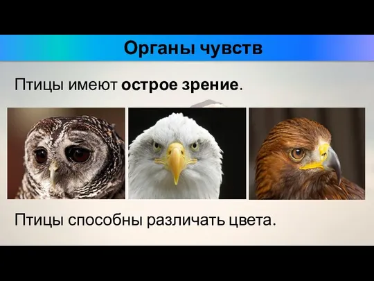 Птицы имеют острое зрение. Органы чувств Птицы способны различать цвета.