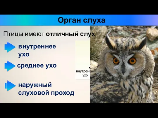 Птицы имеют отличный слух. внутреннее ухо среднее ухо наружный слуховой проход Орган слуха