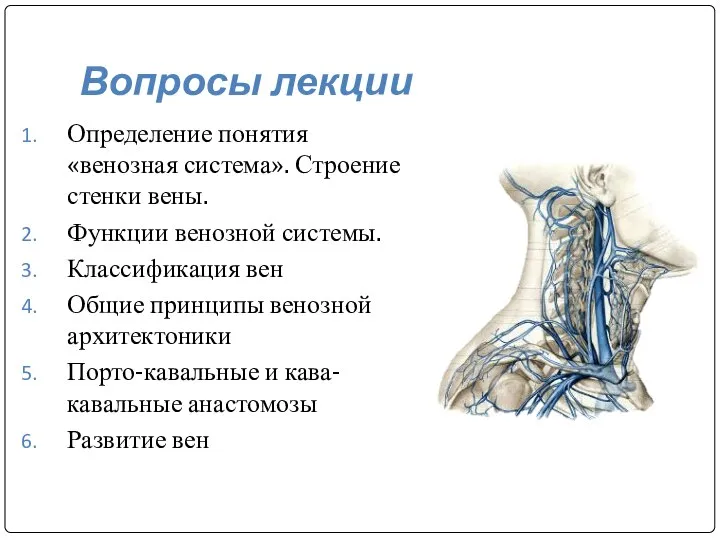 Вопросы лекции Определение понятия «венозная система». Строение стенки вены. Функции венозной