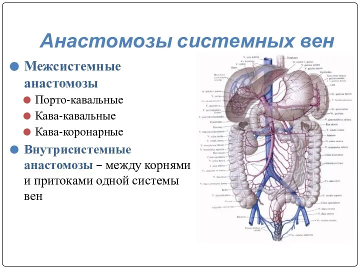 Анастомозы системных вен Межсистемные анастомозы Порто-кавальные Кава-кавальные Кава-коронарные Внутрисистемные анастомозы –