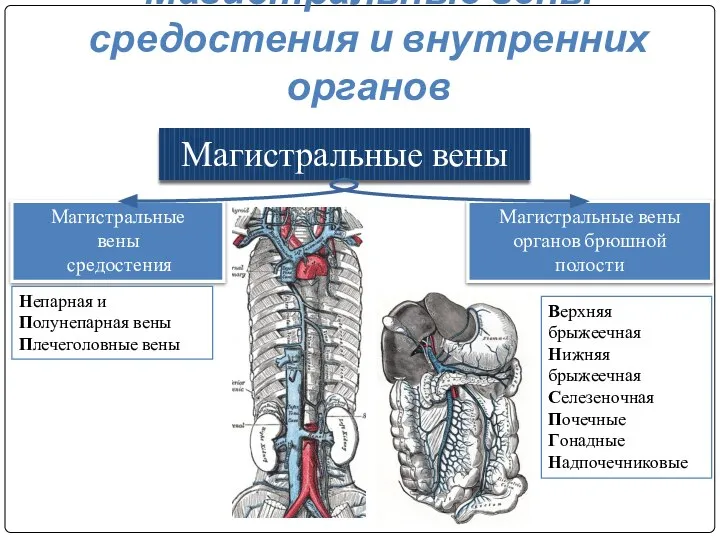 Магистральные вены Магистральные вены средостения Магистральные вены органов брюшной полости Непарная