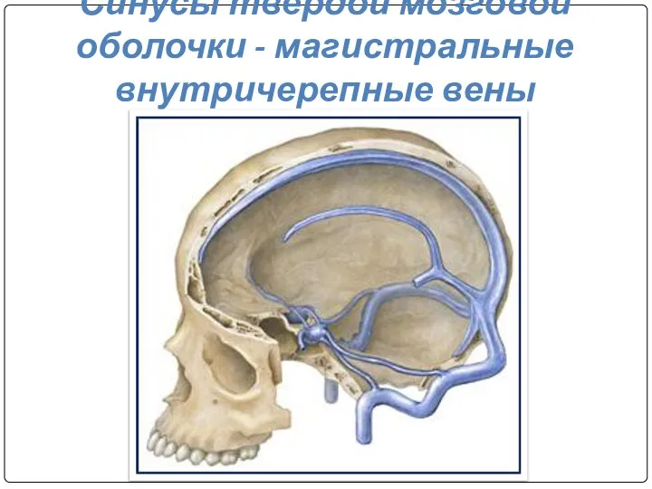 Синусы твердой мозговой оболочки - магистральные внутричерепные вены