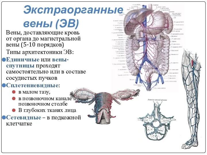 Экстраорганные вены (ЭВ) Вены, доставляющие кровь от органа до магистральной вены