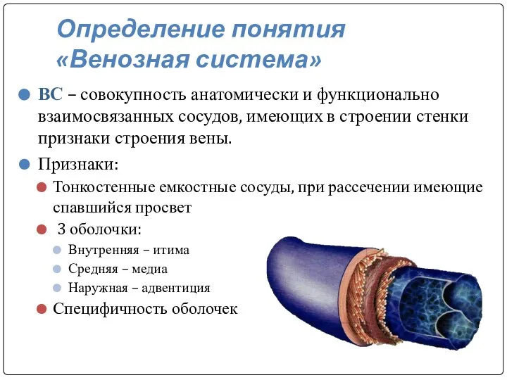 Определение понятия «Венозная система» ВС – совокупность анатомически и функционально взаимосвязанных