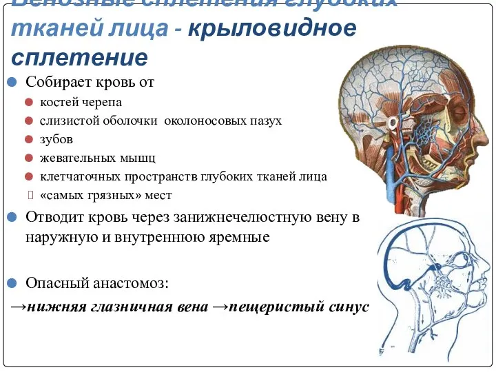 Венозные сплетения глубоких тканей лица - крыловидное сплетение Собирает кровь от