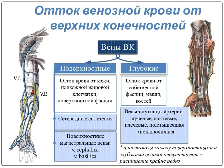 Отток венозной крови от верхних конечностей Вены ВК Поверхностные Глубокие Отток