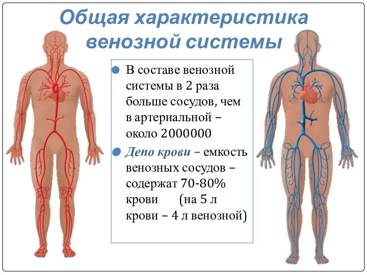 Общая характеристика венозной системы В составе венозной системы в 2 раза