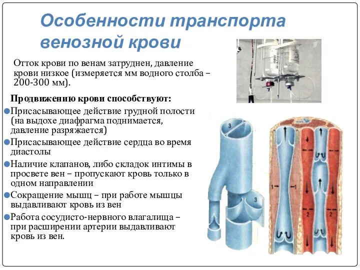 Особенности транспорта венозной крови Отток крови по венам затруднен, давление крови