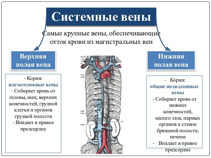 Самые крупные вены, обеспечивающие отток крови из магистральных вен Системные вены