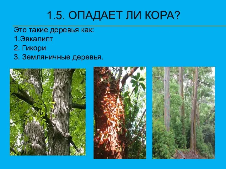 1.5. ОПАДАЕТ ЛИ КОРА? Это такие деревья как: 1.Эвкалипт 2. Гикори 3. Земляничные деревья.