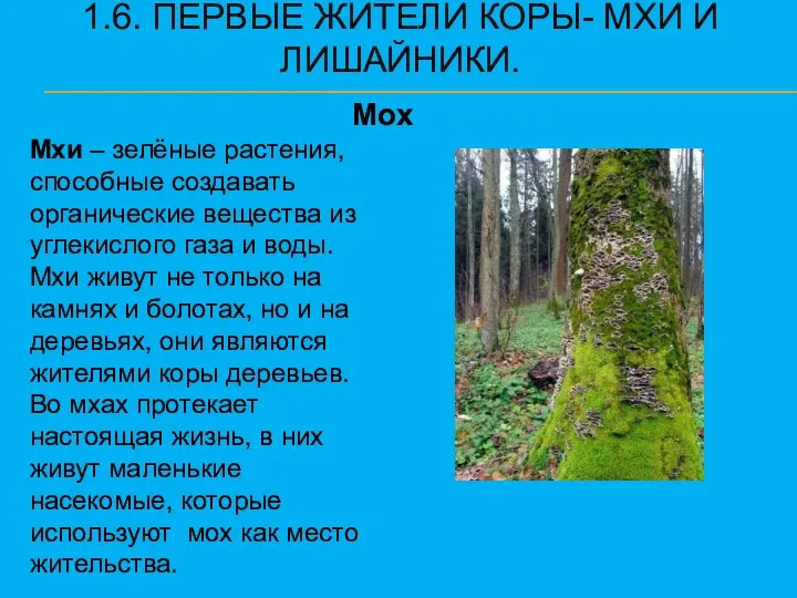 1.6. ПЕРВЫЕ ЖИТЕЛИ КОРЫ- МХИ И ЛИШАЙНИКИ. Мох Мхи – зелёные