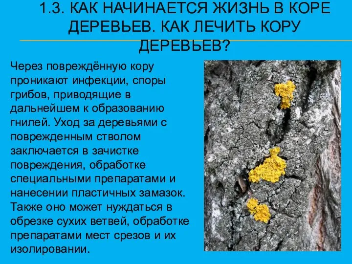 1.3. КАК НАЧИНАЕТСЯ ЖИЗНЬ В КОРЕ ДЕРЕВЬЕВ. КАК ЛЕЧИТЬ КОРУ ДЕРЕВЬЕВ?