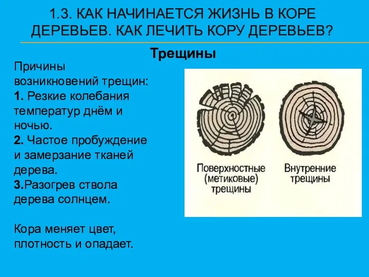 1.3. КАК НАЧИНАЕТСЯ ЖИЗНЬ В КОРЕ ДЕРЕВЬЕВ. КАК ЛЕЧИТЬ КОРУ ДЕРЕВЬЕВ?