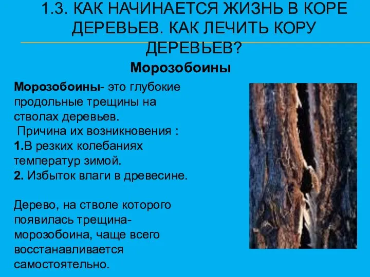 1.3. КАК НАЧИНАЕТСЯ ЖИЗНЬ В КОРЕ ДЕРЕВЬЕВ. КАК ЛЕЧИТЬ КОРУ ДЕРЕВЬЕВ?