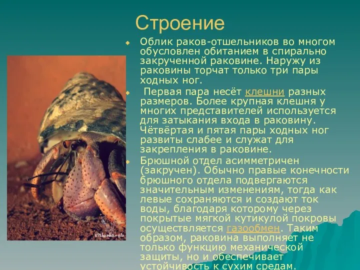 Строение Облик раков-отшельников во многом обусловлен обитанием в спирально закрученной раковине.