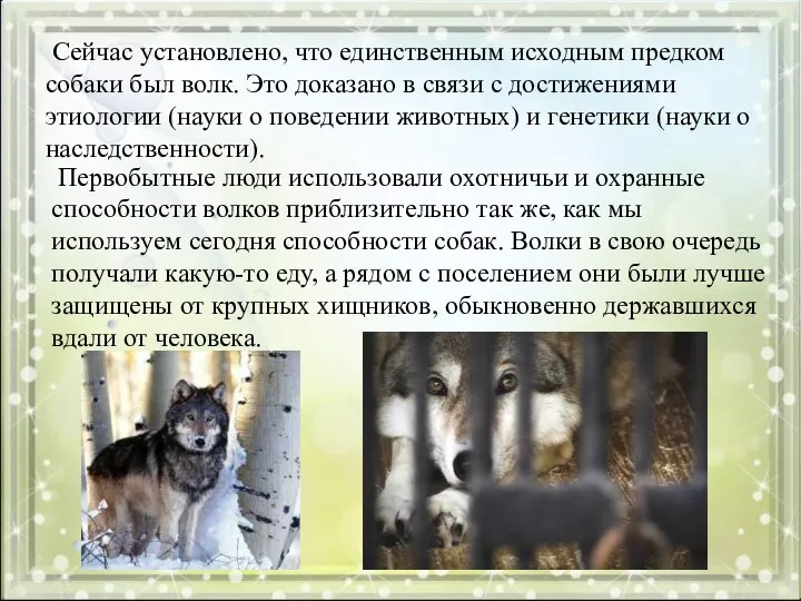 Сейчас установлено, что единственным исходным предком собаки был волк. Это доказано