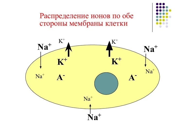 Распределение ионов по обе стороны мембраны клетки Na+ Na+ Na+ K+