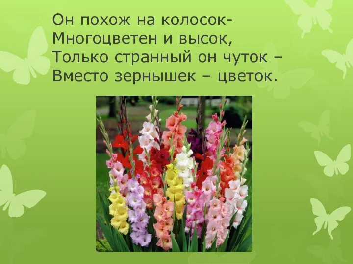 Он похож на колосок- Многоцветен и высок, Только странный он чуток – Вместо зернышек – цветок.