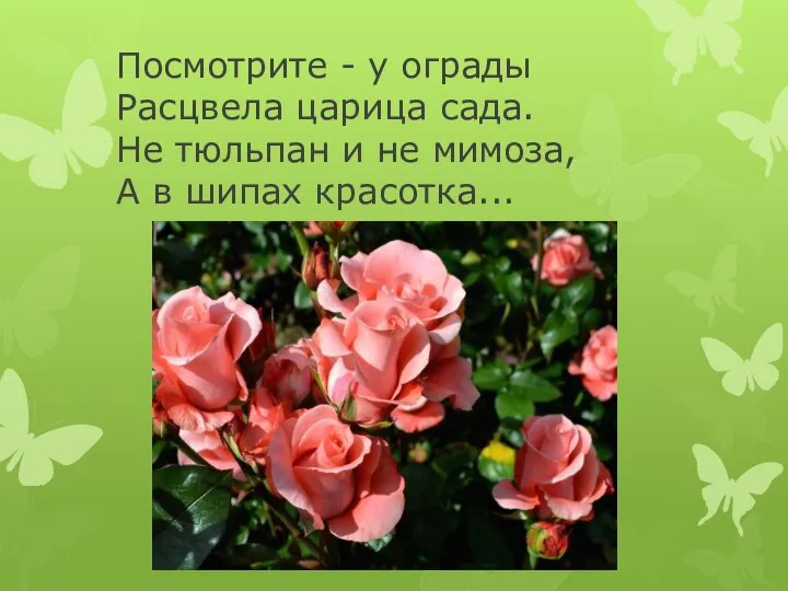 Посмотрите - у ограды Расцвела царица сада. Не тюльпан и не мимоза, А в шипах красотка...