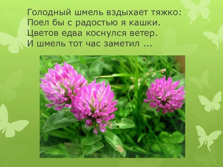 Голодный шмель вздыхает тяжко: Поел бы с радостью я кашки. Цветов