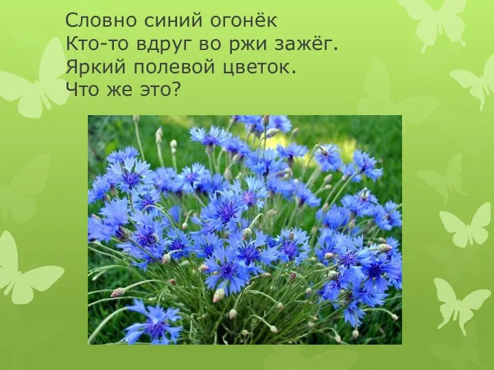 Словно синий огонёк Кто-то вдруг во ржи зажёг. Яркий полевой цветок. Что же это?