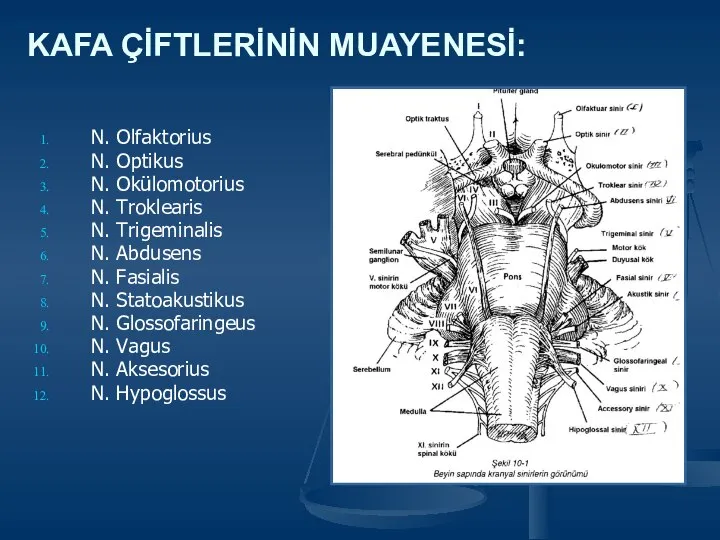 KAFA ÇİFTLERİNİN MUAYENESİ: N. Olfaktorius N. Optikus N. Okülomotorius N. Troklearis