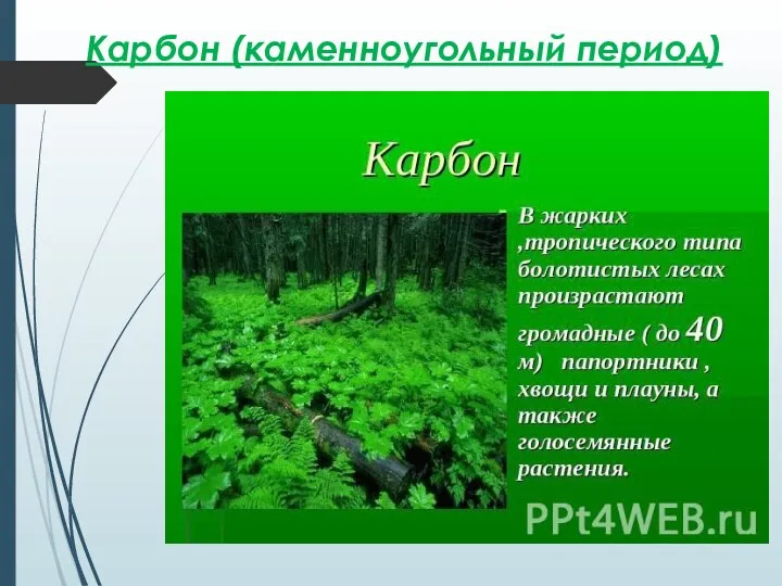 Карбон (каменноугольный период)