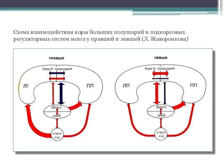 Схема взаимодействия коры больших полушарий и подкорковых регуляторных систем мозга у правшей и левшей (Л. Жаворонкова)