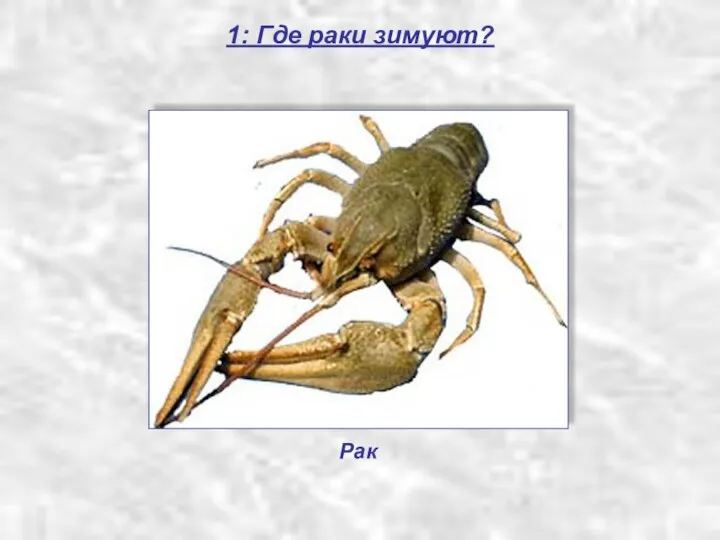 1: Где раки зимуют? Рак