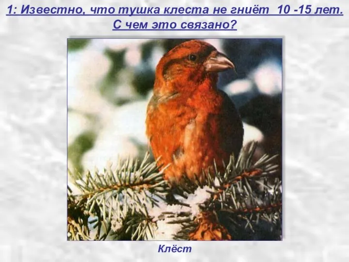 1: Известно, что тушка клеста не гниёт 10 -15 лет. С чем это связано? Клёст