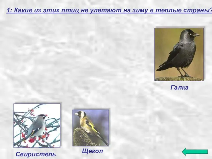 Щегол Свиристель Галка 1: Какие из этих птиц не улетают на зиму в теплые страны?