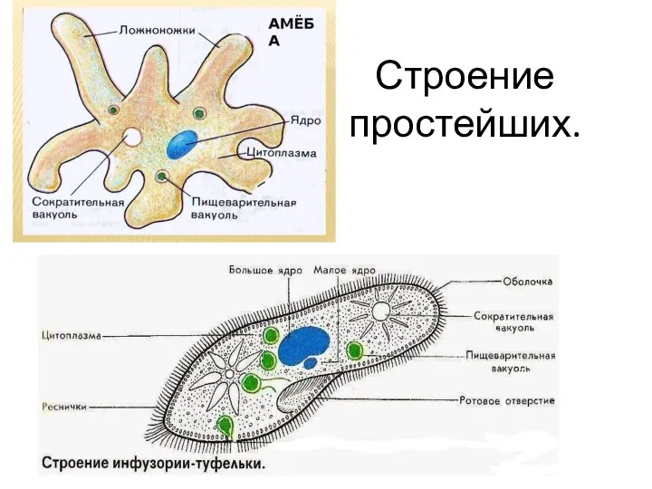 Строение простейших.