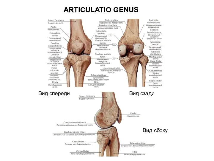 ARTICULATIO GENUS Вид сзади Вид спереди Вид сбоку