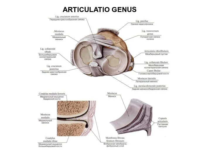 ARTICULATIO GENUS