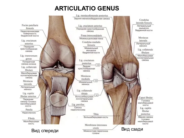 ARTICULATIO GENUS Вид спереди Вид сзади